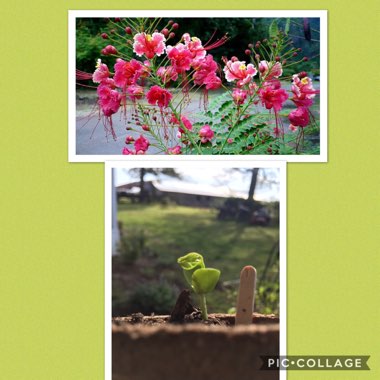 Caesalpinia pulcherrima syn. Caesalpinia lutea