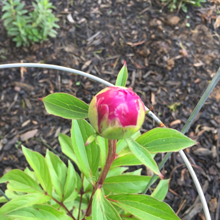 Plant image Paeonia lactiflora 'Margaret Truman'