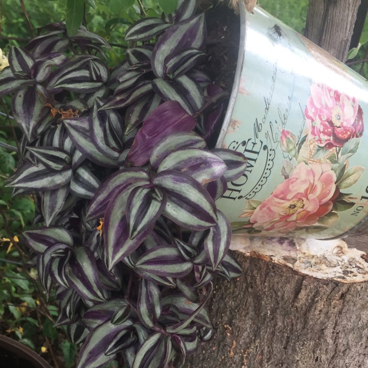 Plant image Tradescantia  'Houseplants'