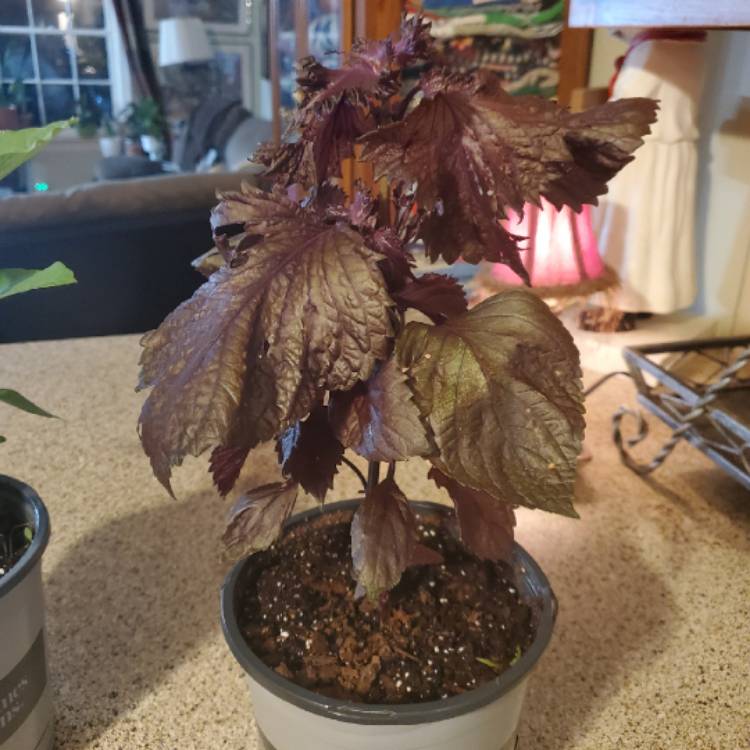 Plant image Perilla frutescens