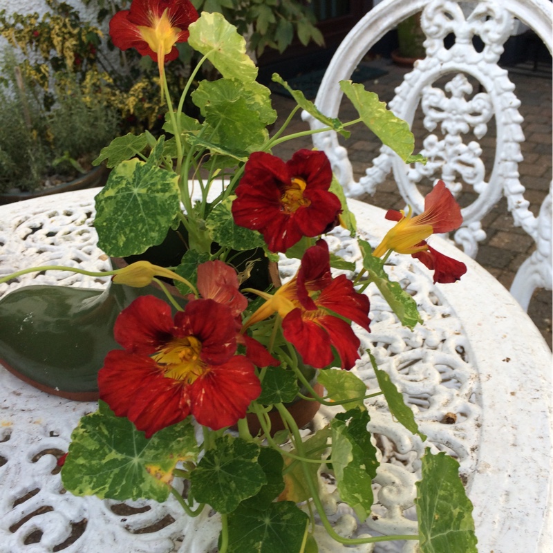 Plant image Tropaeolum majus 'Black Velvet'