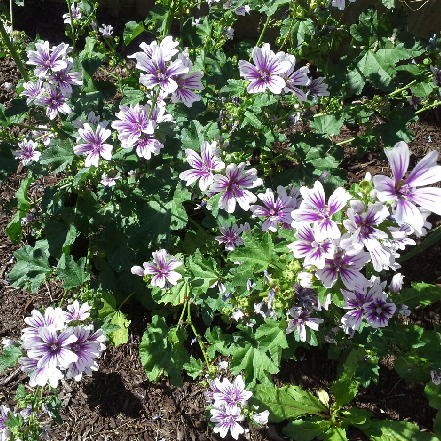 Plant image Malva Sylvestris 'Zebrina' syn. Alcea rosea 'Zebrina'