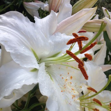 Jane's garden