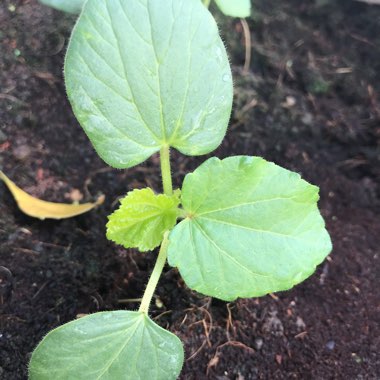Okra