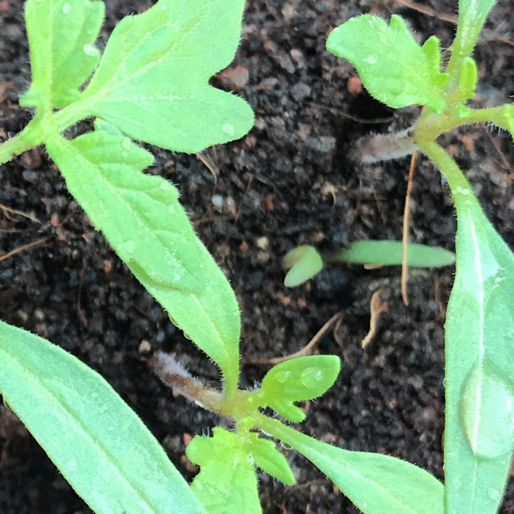 plant image 608909