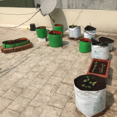 Goutham's garden