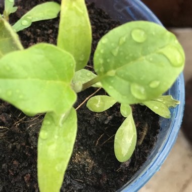 Aubergine