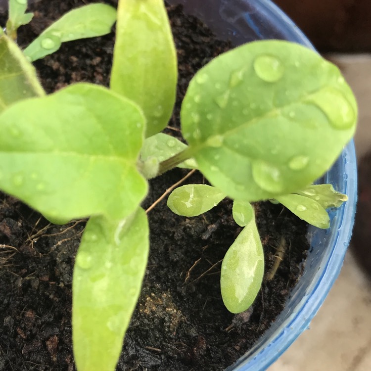 plant image 611408