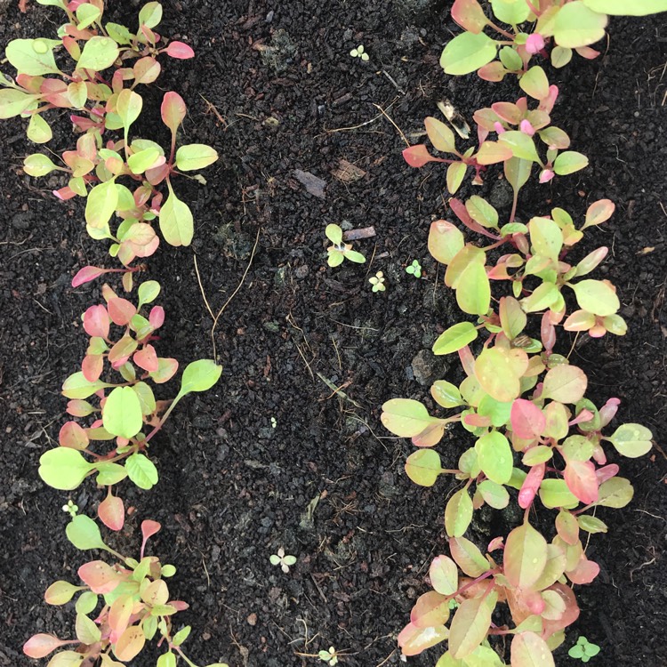 plant image 611444