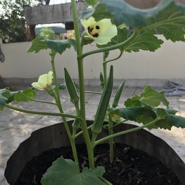 Goutham's garden