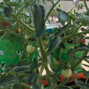 Tomato
