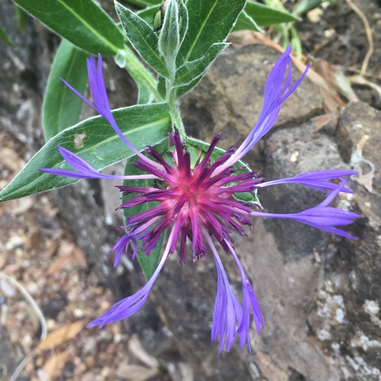 plant image 729674