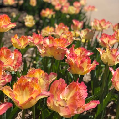 Branden's garden