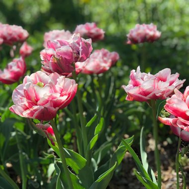 Branden's garden