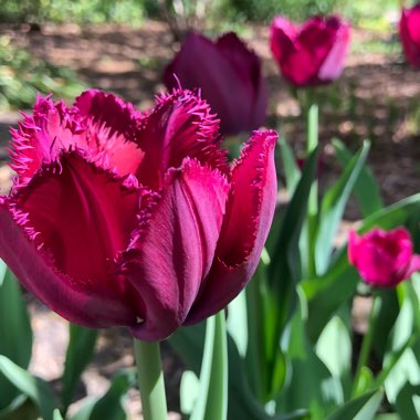Tulipa 'Matchpoint'