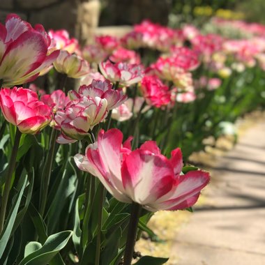 Branden's garden