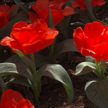 Tulip 'Giant Orange Sunrise' (Greigii)
