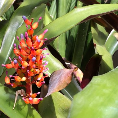 Branden's garden