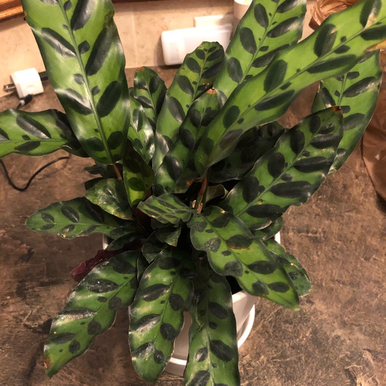 Plant image Calathea lancifolia