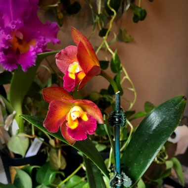 Dendrobium Orchid