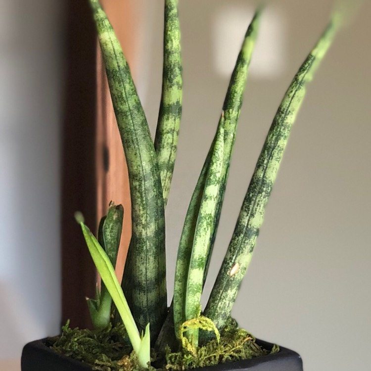 Plant image Sansevieria 'Japonesa Circle'
