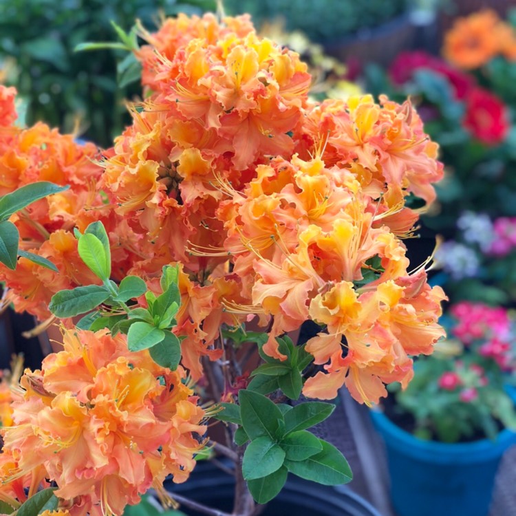 Plant image Rhododendron 'Gibraltar'