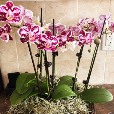 Phalaenopsis amabilis (Miniature)
