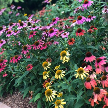 Echinacea