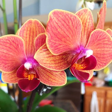 Phalaenopsis amabilis (Miniature)