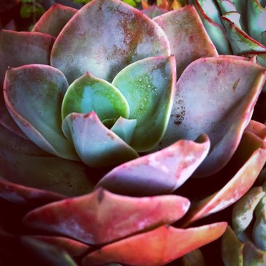 Echeveria Dusty Rose