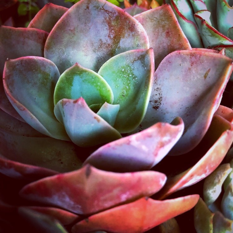 Plant image Echeveria Dusty Rose