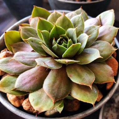 Sempervivum Calcareum Atropurpreum