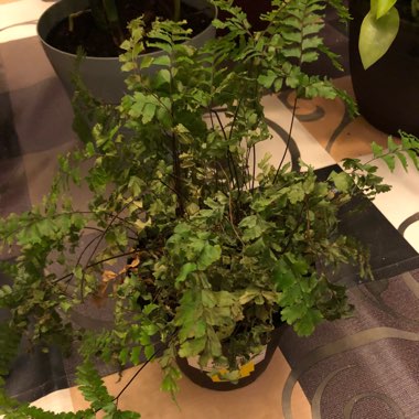 Adiantum Mairisii