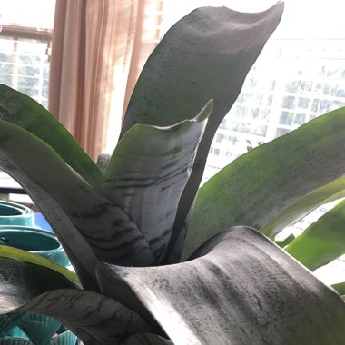 Guzmania 'Hope'