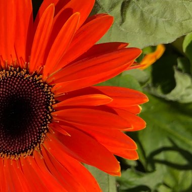 Gerbera