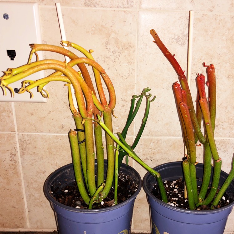 plant image 828570