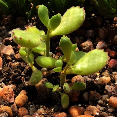Cotyledon tomentosa
