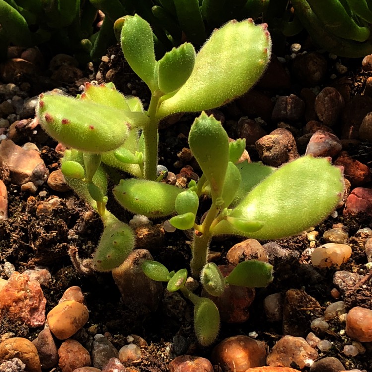 plant image 828576
