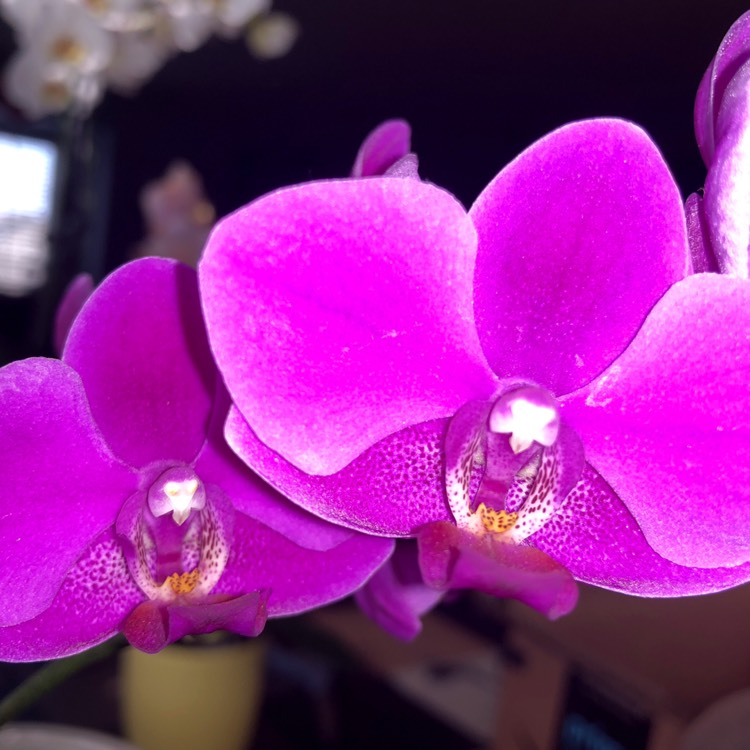 plant image 832925