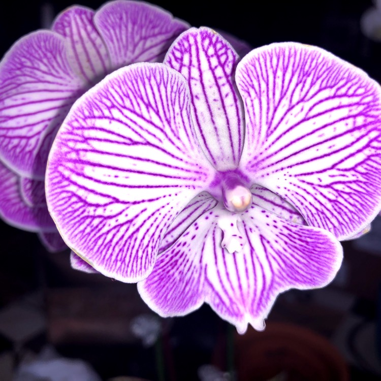 plant image 832928