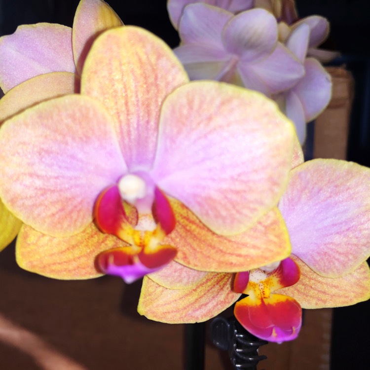 plant image 832931