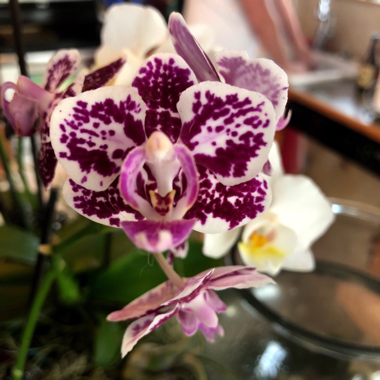 plant image 832933