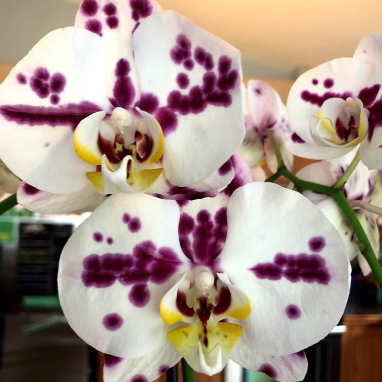 Plant image Phalaenopsis 'Sin-Yuan Golden Beauty'