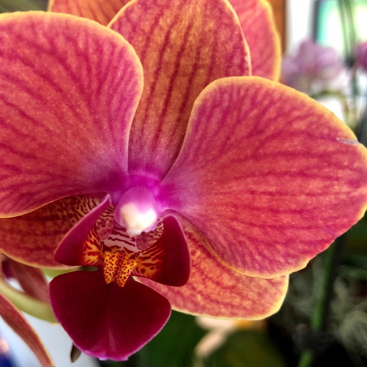 plant image 832938