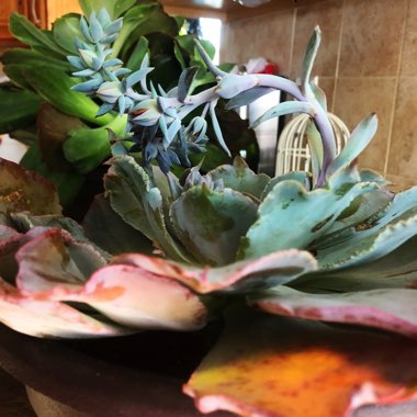 Echeveria
