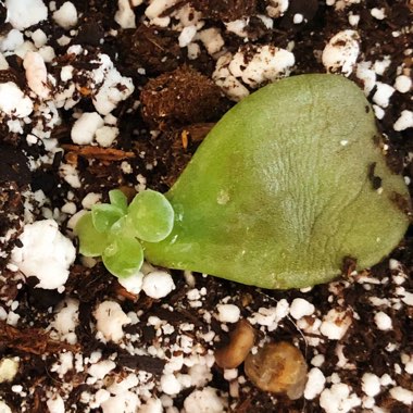 Echeveria