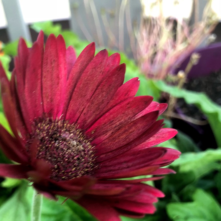 plant image 852337