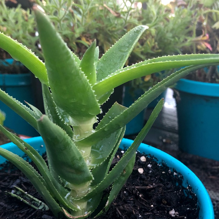 Plant image Aloe Ciliaris