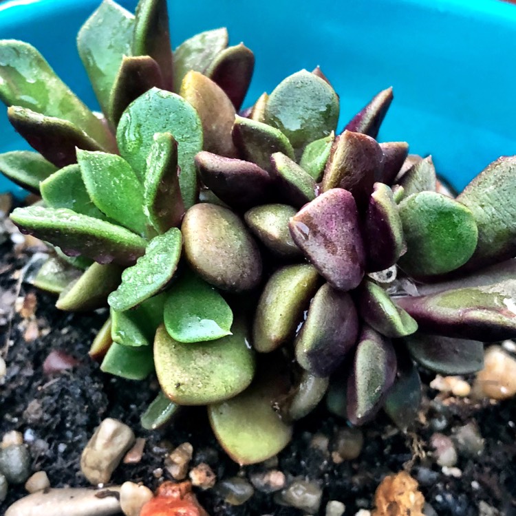 plant image 852344