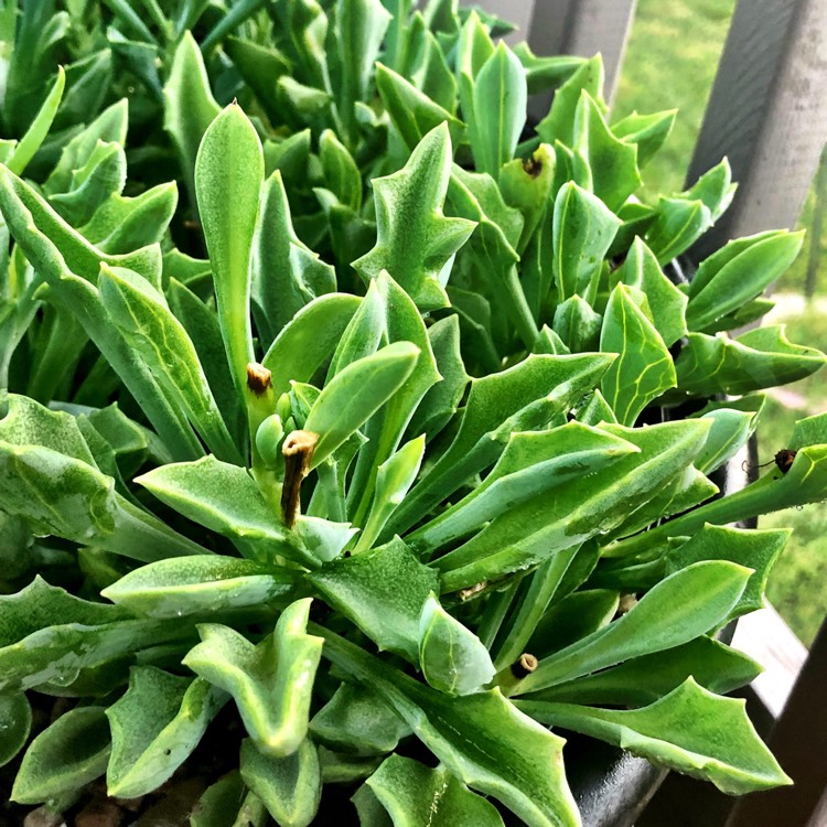 plant image 852360